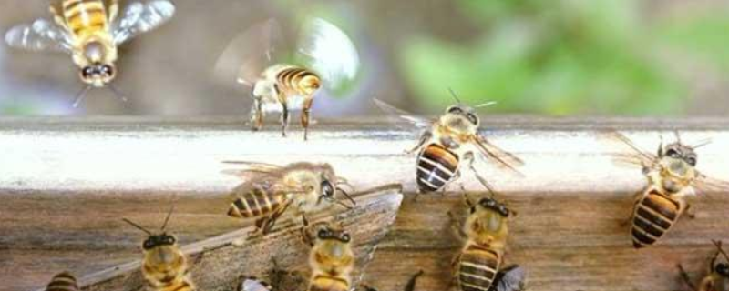 新手怎么养好中蜂，详细如下 怎样养好中蜂,养好中蜂应注意什么?