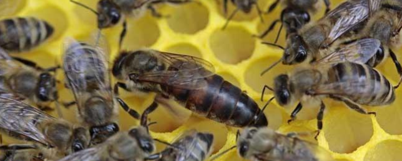蜂王死了蜂群怎么办，详细如下 如果蜂王死了,这个蜂群会变成什么样?