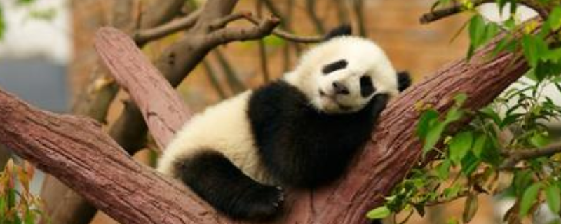 大熊猫爱吃的食物有哪些，它的尾巴有什么功能