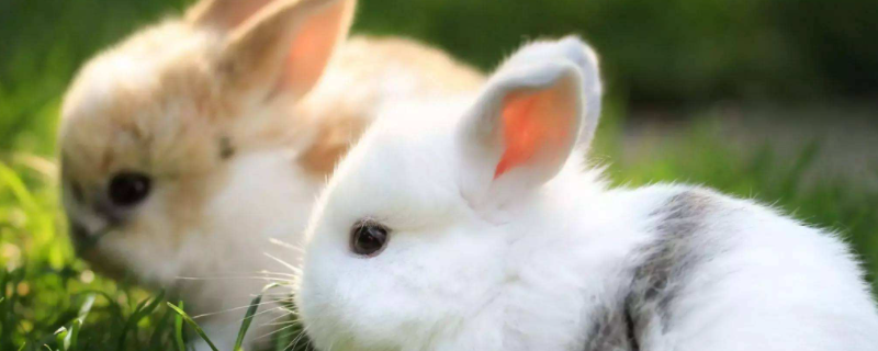 兔子疾病防治技术，必要时去医院 兔子的病情防治