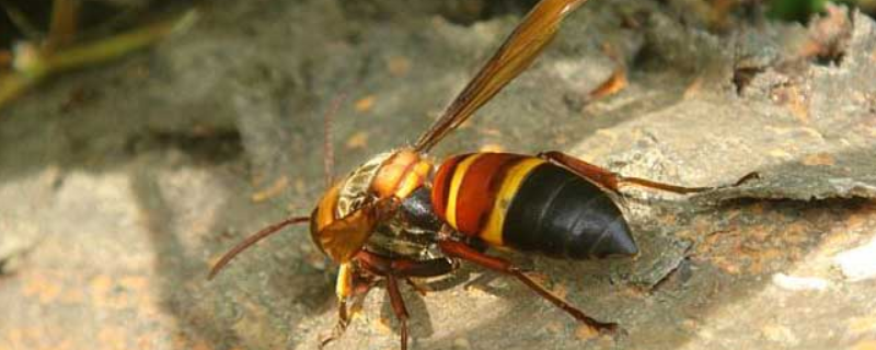 黄腰虎头蜂能蛰死人吗，黄瑶虎头蜂的典型特征和生活习性