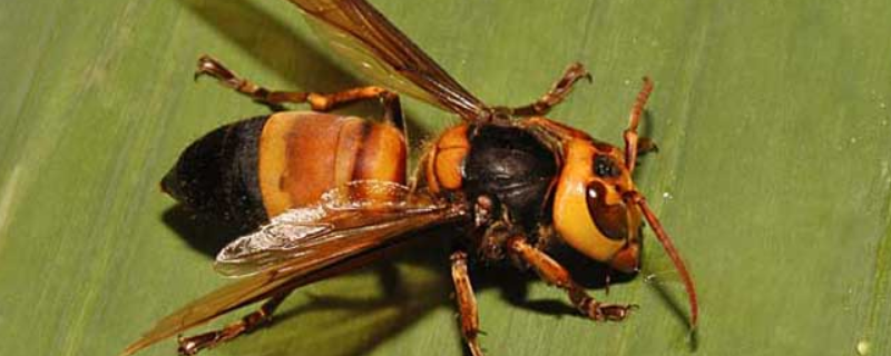 鸡笼蜂真的能蛰死人吗，附鸡笼蜂名称的来由和生活习性