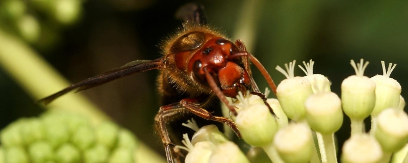 黄脚虎头蜂的毒性强吗，附典型特征 黄腰虎头蜂毒性大吗