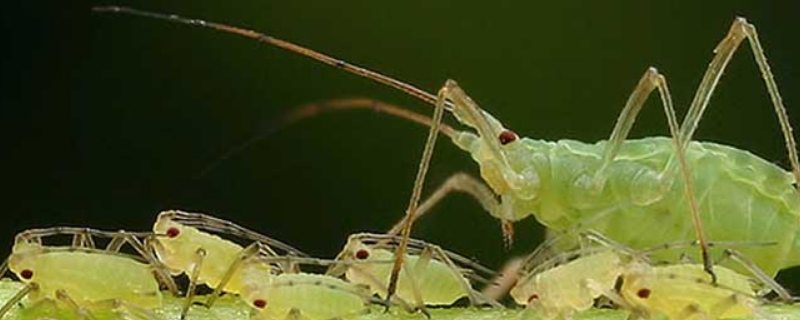 蚜虫的危害及防治，附蚜虫的生长习性