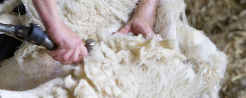 羊毛多久剪一次 星露谷物语羊毛多久剪一次
