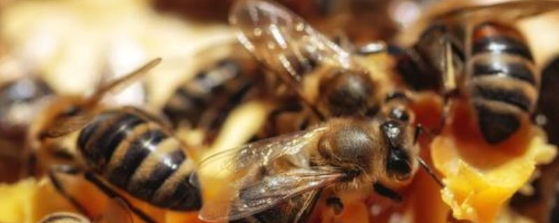 自然分蜂有什么征兆，附蜂群分群 自然分蜂群怎么处理