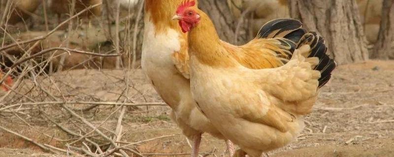 鸡大肠杆菌病防治方法，鸡大肠杆菌病的症状和病因