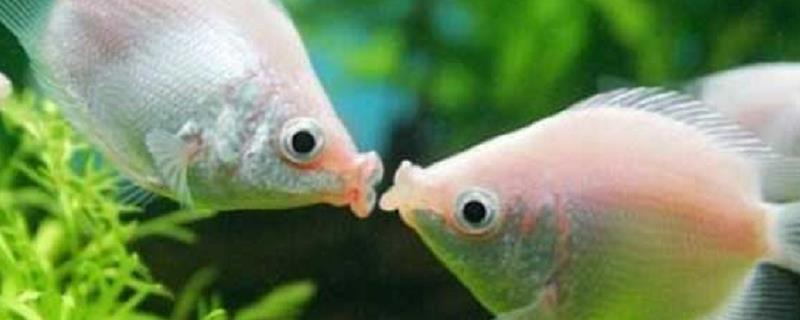 接吻鱼的生活习性，附食物习性（接吻鱼繁殖的特征）