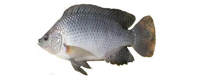 罗非鱼繁殖技术，罗非鱼的繁殖特性 罗非鱼的人工繁殖技术