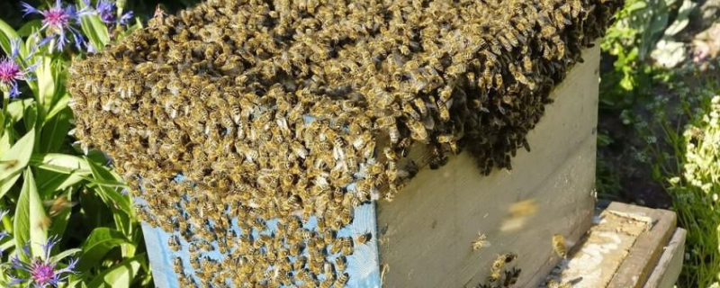 蜜蜂王台在什么位置，附王台形状 蜜蜂王台一般在什么位置
