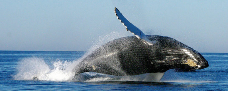 鲸鱼的祖先是什么动物 鲸的祖先最早是哪种动物