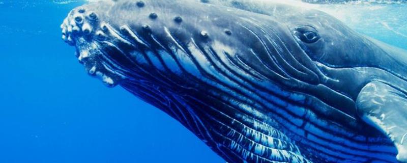 座头鲸的资料有哪些 动物座头鲸