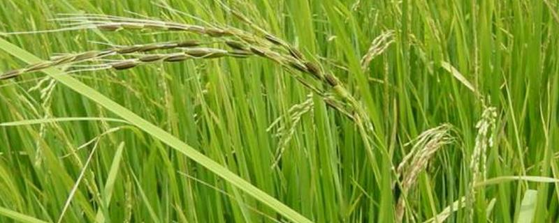 杂草稻的定义是什么，危害严重的地区有哪些