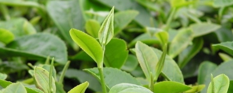 茶叶种植条件有哪些 茶叶种植条件有哪些要求