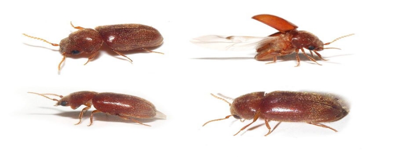 烟草甲虫最适合在怎样的温度发育，生活习性和防治方法有哪些？