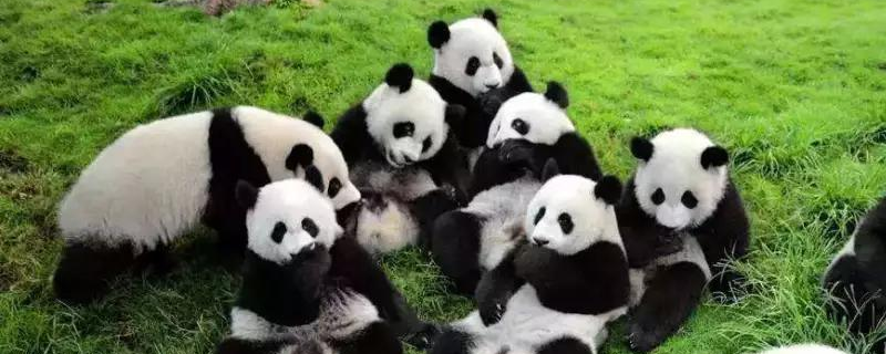 熊猫主要吃的食物有哪些，能活多少年
