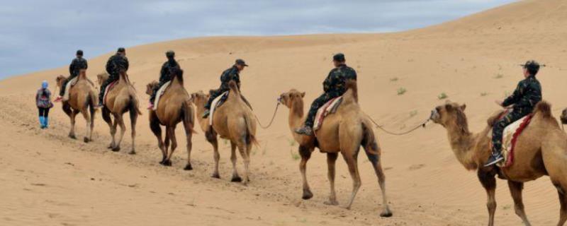 澳大利亚为什么要射杀骆驼，骆驼是保护动物吗