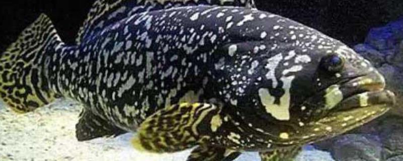 龙胆石斑鱼多少钱一斤 龙胆石斑鱼多少钱一斤市场价2021