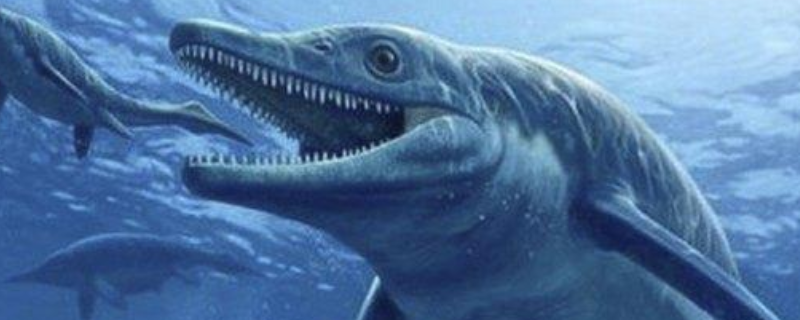 龙王鲸的体型有多大，食物是什么 龙王鲸有多大?