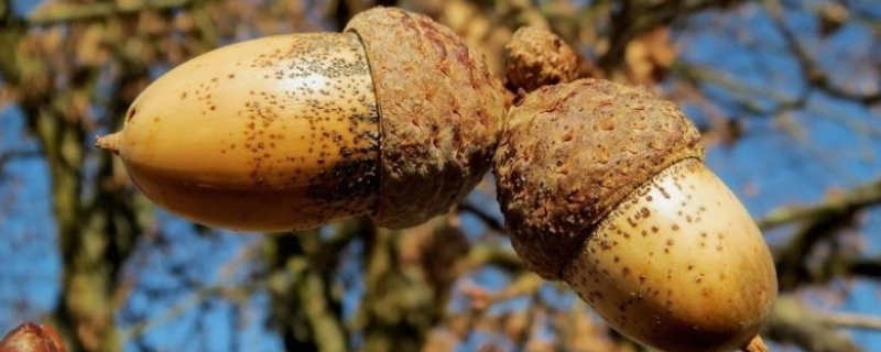 榛子树种植几年结果，附生长习性 榛子树生长周期