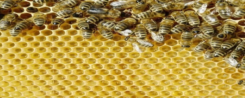 冬天蜂王为什么停止产卵 秋季蜂王不产卵是什么原因