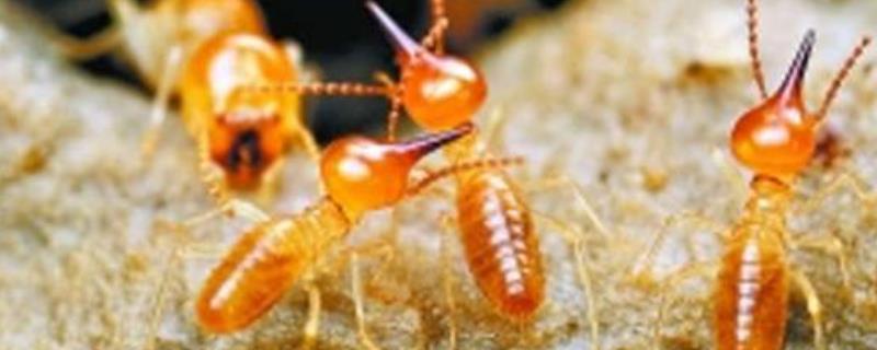 白蚁和蚂蚁的区别，详细介绍（白蚁是属于蚂蚁的一种吗）