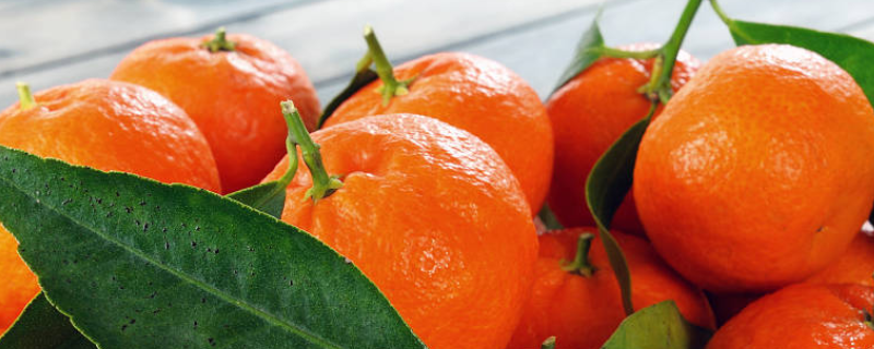 柑橘的病虫害防治技术，附危害症状 柑橘主要病虫害及防治