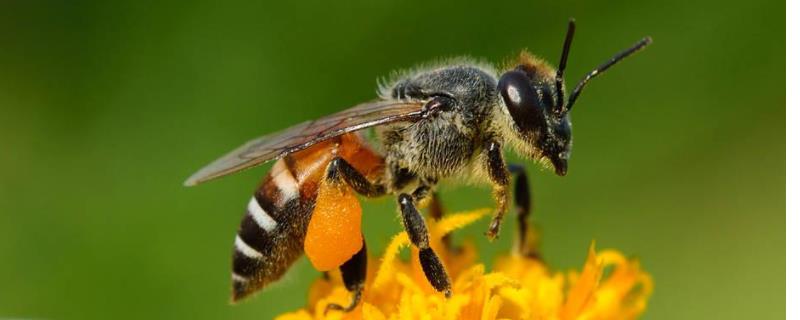 中蜂和意蜂的区别，中蜂适应能力强 是中蜂好还是意蜂好