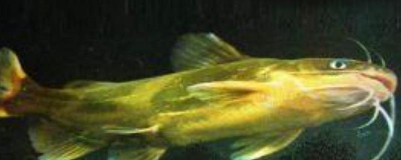 黄颡鱼一点红病防治方法，附症状 黄颡鱼红头病症状