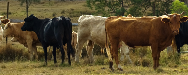 牛的种类有哪些 牛的种类有哪些及图片