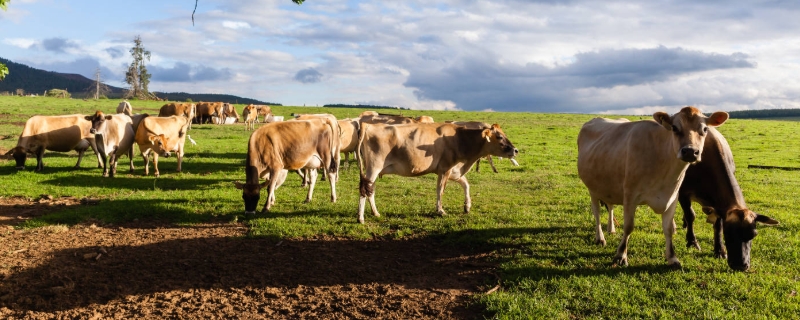 架子牛快速育肥技术，架子牛怎样选择