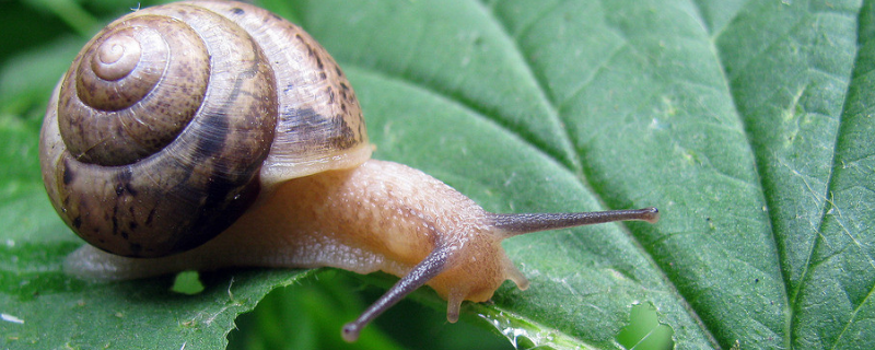 蜗牛的种类有哪些（蜗牛的种类有哪些名称）