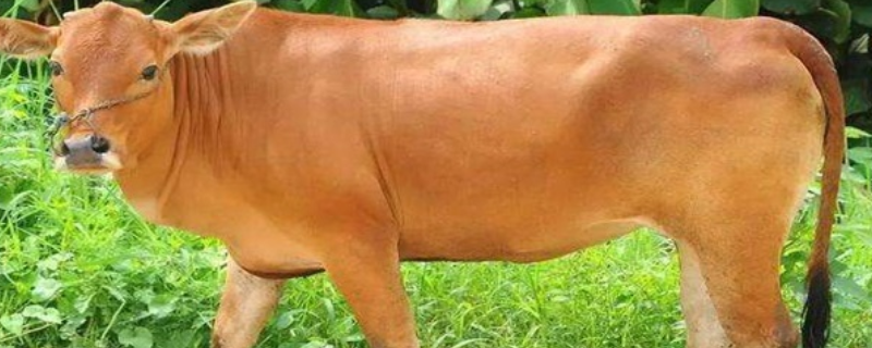 改良黄牛的基本原理，附杂交的特性和目的