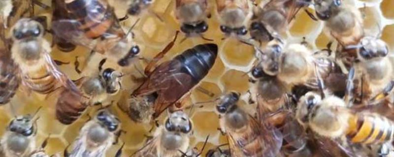 蜂群中的蜂后（蜂群中的蜂后是什么）
