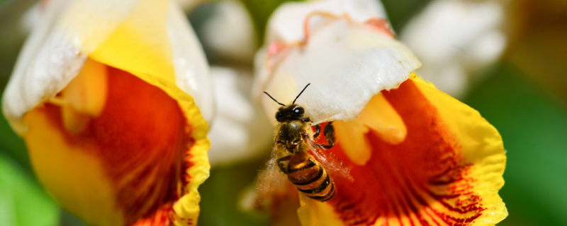 蜜源植物是如何分类的，附主要蜜源植物和辅助蜜源植物