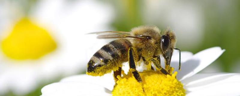 蜜蜂最怕什么东西，附具体介绍（蜜蜂最怕什么东西?）