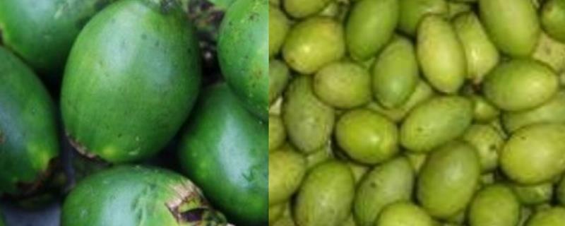 槟榔和橄榄的区别，详情介绍 橄榄属于槟榔吗
