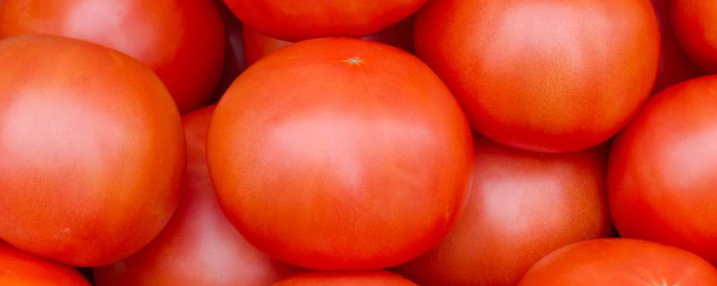 西红柿是水果还是蔬菜（西红柿是水果还是蔬菜?正确答案）
