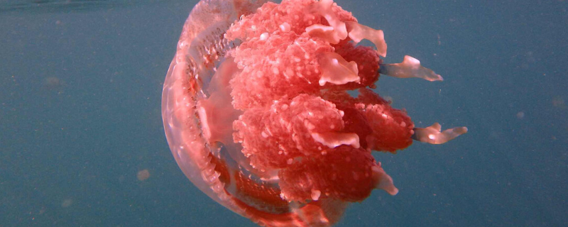 巨型深红水母有毒吗（巨型深红水母有毒吗图片）
