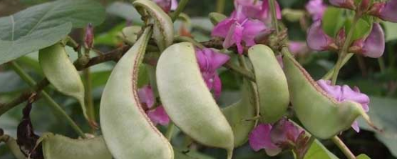 扁豆种子价格及种植方法，扁豆的病虫防治