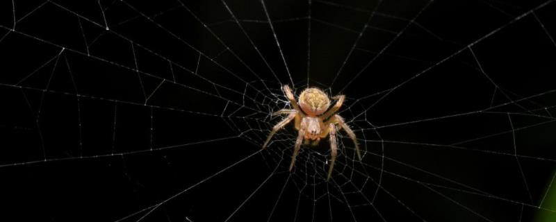 蜘蛛是不是昆虫，平时吃什么食物 蜘蛛一般都吃什么食物