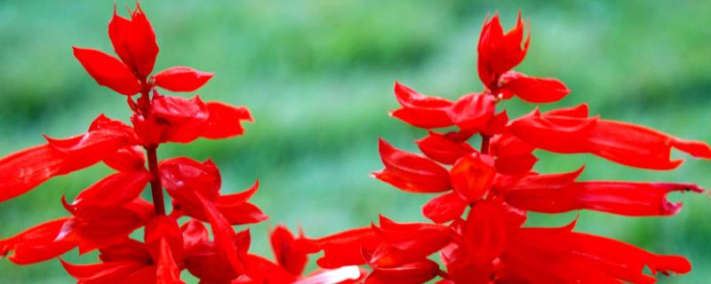 一串红有毒吗 名为一串红的花是否有毒?