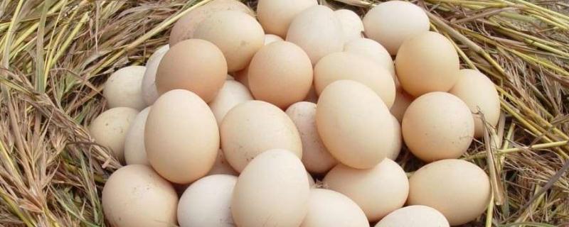 土鸡蛋和普通鸡蛋的区别是怎样 土鸡蛋和普通鸡蛋有什么区别吗