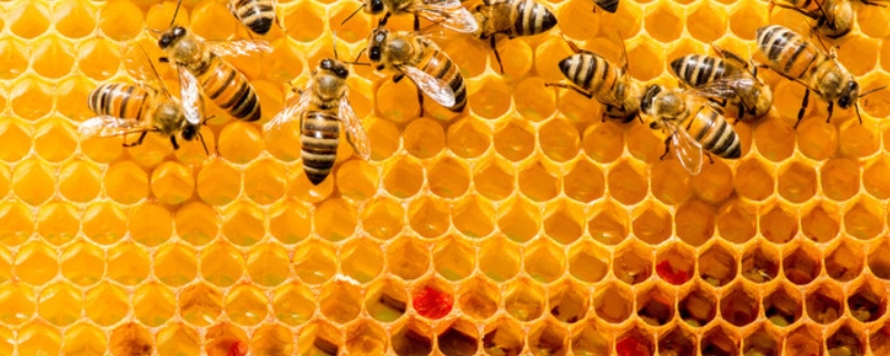 蜂巢是怎么形成的，蜜蜂都能泌蜡吗 蜜蜂如何分泌蜂蜡