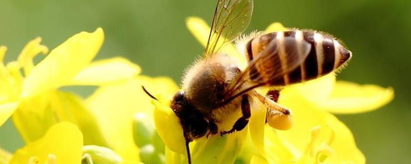 蜜蜂分蜂前有什么征兆，附分蜂原因 蜜蜂在分蜂前有什么征兆