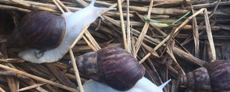 如何促使蜗牛交配产卵 怎么让蜗牛快速产卵