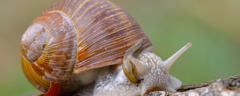 蜗牛常见病有哪些，附防治方法（蜗牛的防治措施）