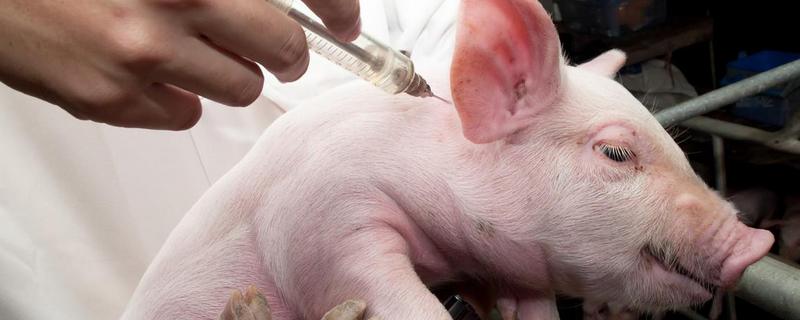 猪流行性感冒防治方法，猪流行性感冒验方