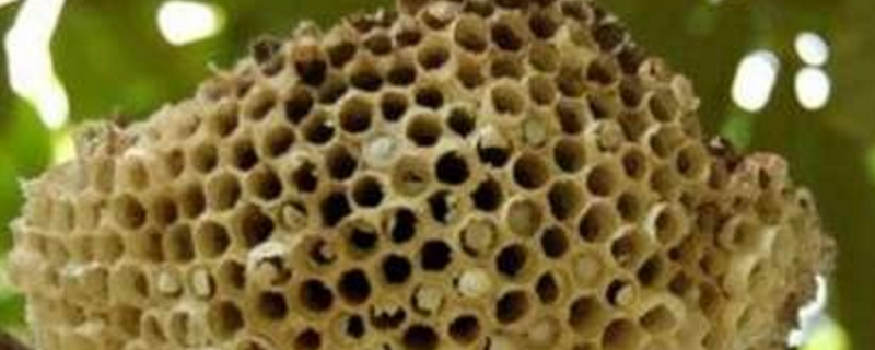 露蜂房是什么东西，蜂房是怎么来的 露蜂房与蜂房有什么区别