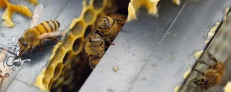蜂巢和蜂胶的区别，主要有以下几点（蜂胶和蜂巢蜜哪个有营养）